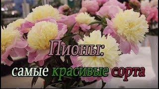 Пионы: самые красивые сорта