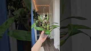 Would you rather have PLANTS or ART? 