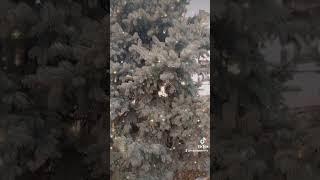 Повните о смерти, и цените свою жызнь, она прекрасна...