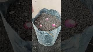 growing onions at home