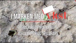 I marken med VKST | Uge 35 | Vinteraps, rapsjordlopper og problemer med spildfrø