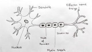 Neuron sketch for science project | Neuron cell for school examination easy | Structure of neuron