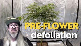 Defoliating Cannabis Pre-Flowering Cycle w/ Chad Westport : Spider Farmer 4x4 Grow Tent