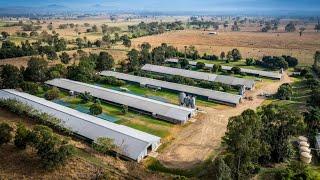 For Sale | Valley View Poultry Farm, Cryna QLD