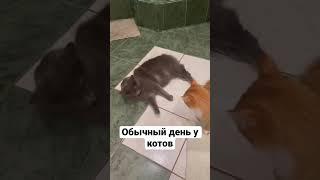 #кот #коты #котята