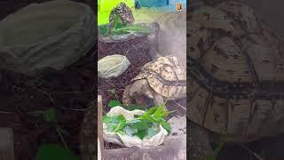 African tortoise #lionking #wildlife #shortsvideo #lovely