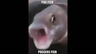 Poggers Fish