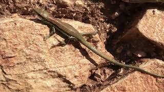 LIZARD in Cyprus