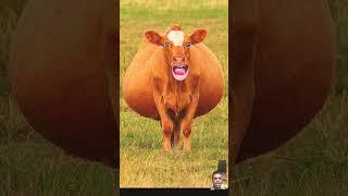 Cow sound#cow #funniest# funny #shorts #video