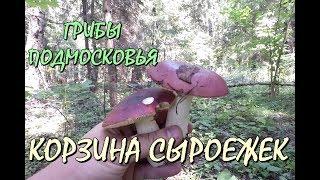 СЫРОЕЖКИ ТОЖЕ ГРИБЫ !НАКОСИЛ КОРЗИНУ СЫРОЕЖЕК ЗА ОДИН ЧАС!!!СБОР ГРИБОВ "ТИХАЯ ОХОТА".