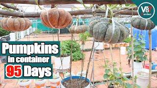 How to Grow Pumpkins in Container From Seed to Harvest