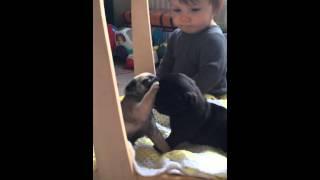 Baby Louie watching his baby pugs