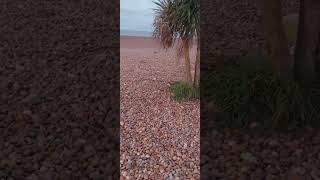 PURE GRAVEL BEACH #shortvideo #travel #beach