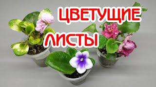 Удалять ли цветоносы, которые выросли вместо деток? | Советы по уходу за фиалками | Мои фиалки #33