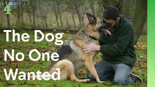 Can unwanted German shepherd end 7 month wait | The Dog House  | Brooke the German Shepherd