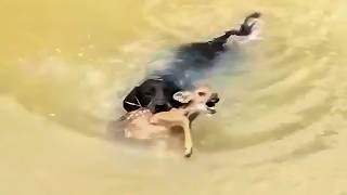 Dog Risks His Life Saving a Deer from Drowning, What Happens Next Is Unbelievable