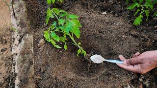 NEVER Grow Tomatoes the Same Way Again! Do THIS for Bigger Harvests!