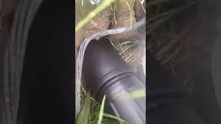 Rat Burrow Found!  Used RODENT smoke detection To Find It! ‍️