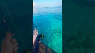 Epic Saltwater Fly Fishing in Mexico!