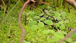 Betta smaragdina Biotope, flooded land in Nong Bua Lamphu Province, Isan Region, Northeast Thailand