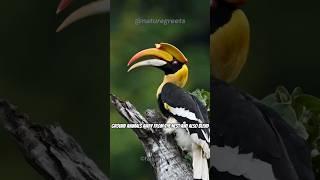 Sealed With Love: How Hornbills Raise Chicks! #shorts #hornbill