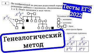 Генеалогический метод / анализ родословных – разбираем тесты ЕГЭ по биологии 2022