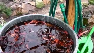 The Permaculture Garden in February, at Bealtaine Cottage