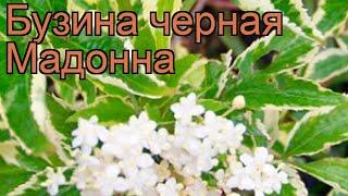 Бузина черная Мадонна (sambucus nigra)  бузина Мадонна обзор: как сажать саженцы бузины Мадонна