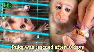 How did the poor baby monkey live after 10 days of being rescued at the market