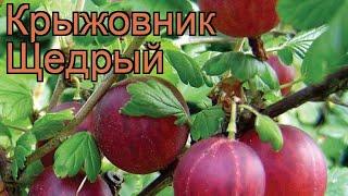 Крыжовник обыкновенная Щедрый (ribes grossularia)  обзор: как сажать, саженцы крыжовника Щедрый