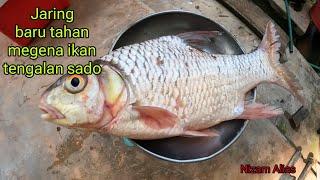 JARING BARU TAHAN MEGENA IKAN TENGALAN SADO DI PAGI DEEPAVALI