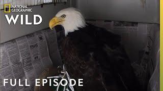 Fly Like an Eagle (Full Episode) | Alaska Animal Rescue