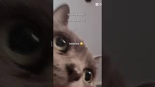kitty girl #funny #cat #cute #scary #ieatkids #slay