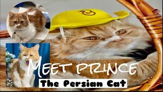 LIVING WITH A CAT || CAT LIFE || MEET PRINCE || EgyPino SaraHima Vlog