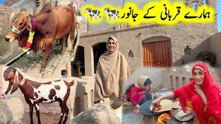 Hamare Kurbani ke Janwar | village life Pakistan | pak village family