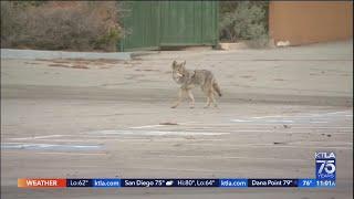 Huntington Beach coyote attack lawsuit