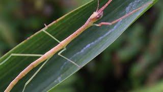 Collect insects in the night forest: spiders, Longicorn Beetle, beetles, young stick insects...