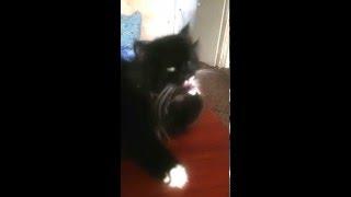 funny cat