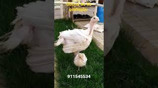 Big 6 Kurkalari 10kunlik va 30kunlik jojalar sotuvda 911545534