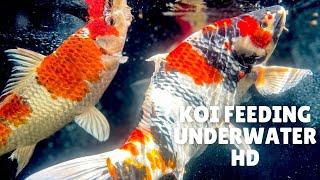 Koi Feeding Time Underwater View (HD)