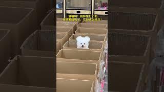 Puppy Ivy Batty get excited #If you don t keep a dog you won t know the joy of keeping one