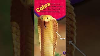 Cobra @o3mytv #snake #cobra #o3mytv #reading #learning