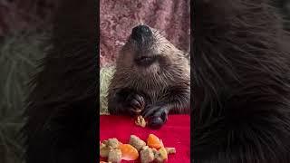 LA MARMOTTA 1