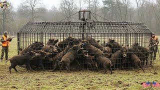 Wild Boars Are Destroying Crops Like Crazy - Farmers Are Fighting Back Using Guns and Traps