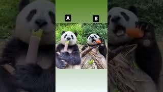 Panda eating #shorts shorts #viral #youtubeshorts #youtube