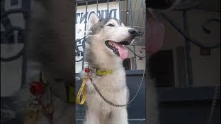 Snow Siberian Husky - Male - we are DogLovers