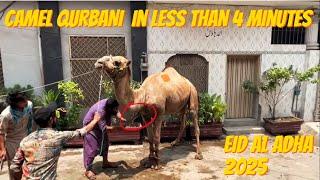 Standing Camel Qurbani in under 4 minutes by Professional Qasai | Eid al Adha 2025