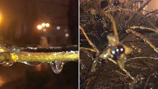 Freezing rain КРИЖАНИЙ БУРЕВІЙ у Києві