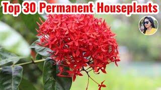 30 Permanent & Perennial houseplants | Common houseplants | Permanent plants | Lipsha world