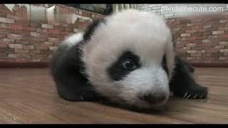 funny video  panda cub “screaming”